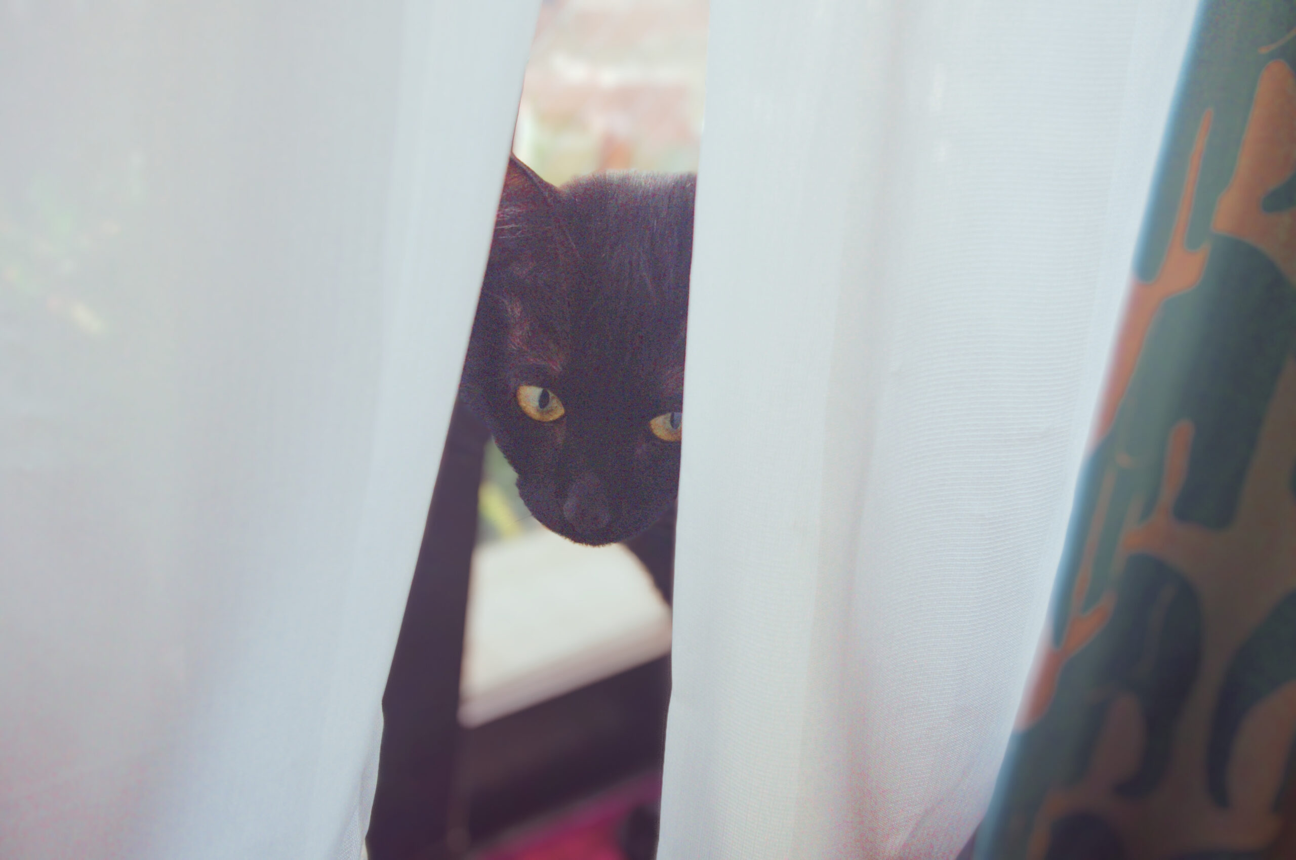 カーテンの向こうにいる黒猫ピノ