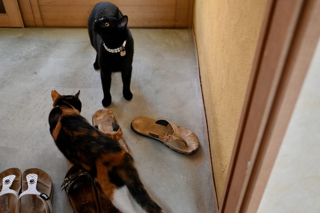 玄関の黒猫ピノと三毛猫の小梅