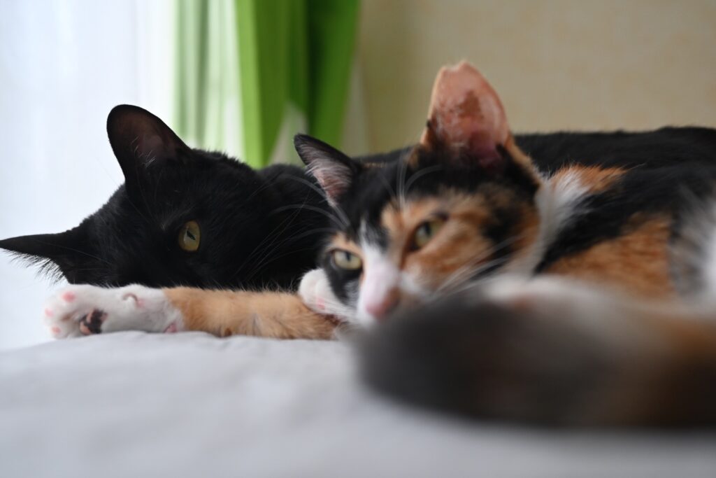 お昼寝担当のピノ（左）とおてんばな小梅（右）