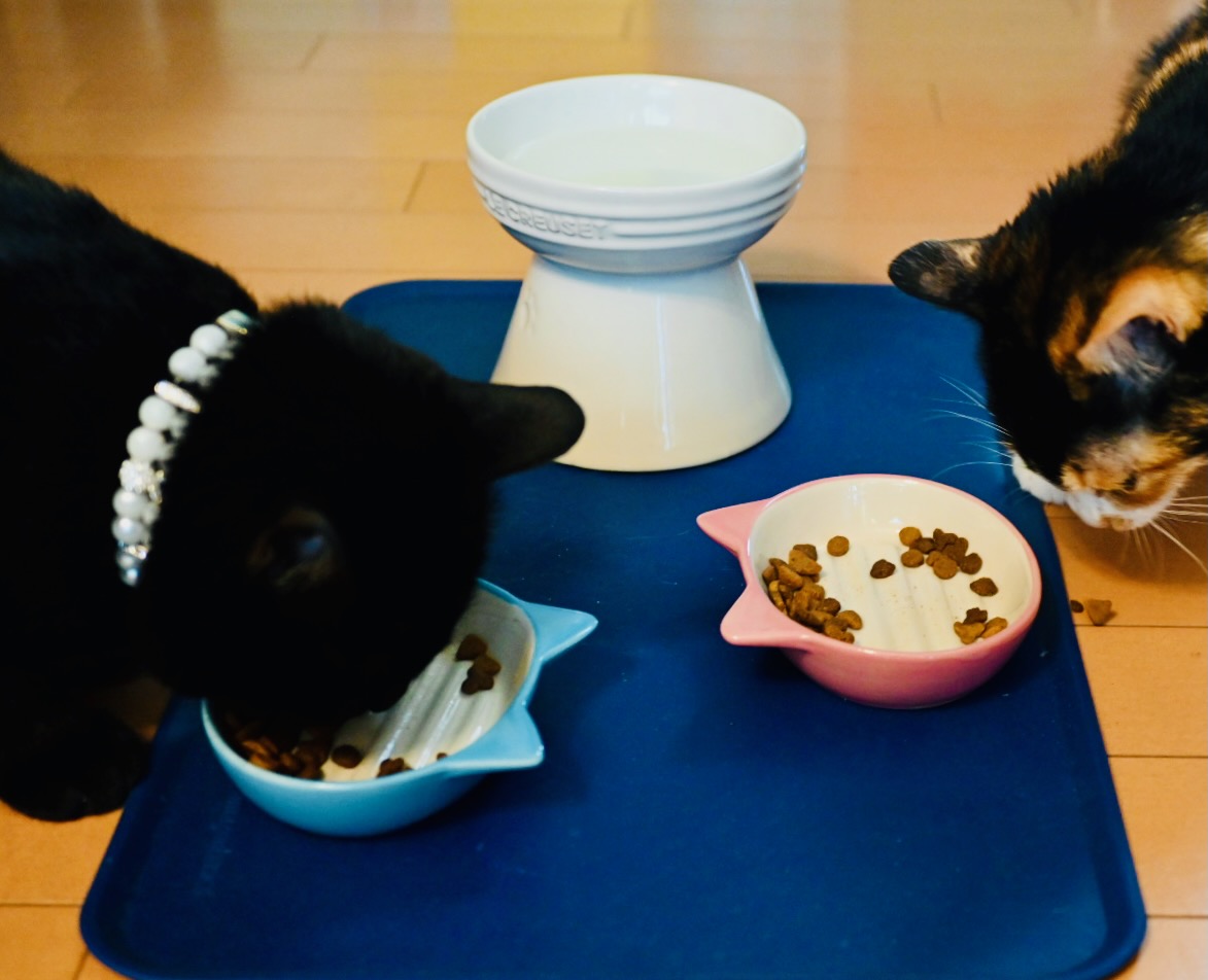 ご飯を食べる黒猫ピノと三毛猫小梅