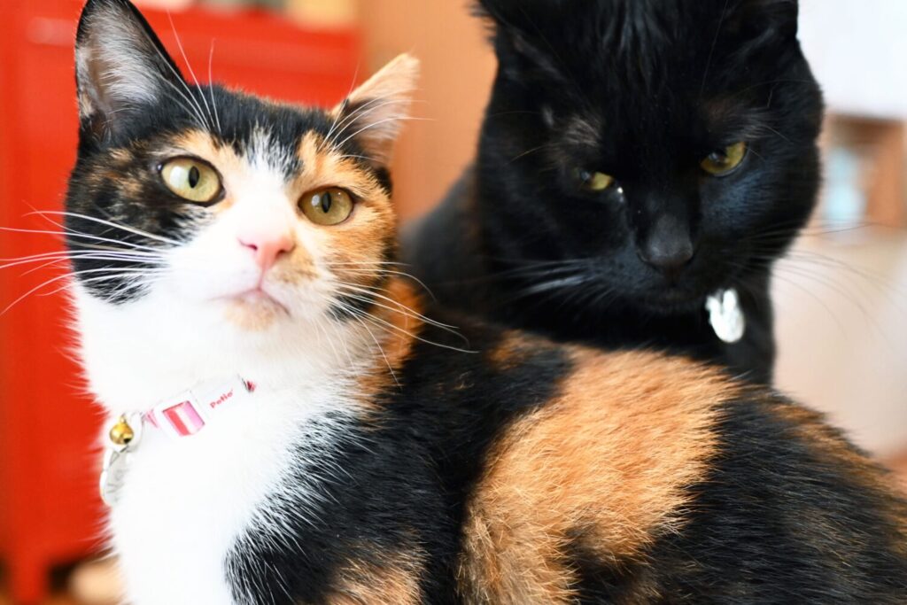 黒猫ピノと三毛猫小梅