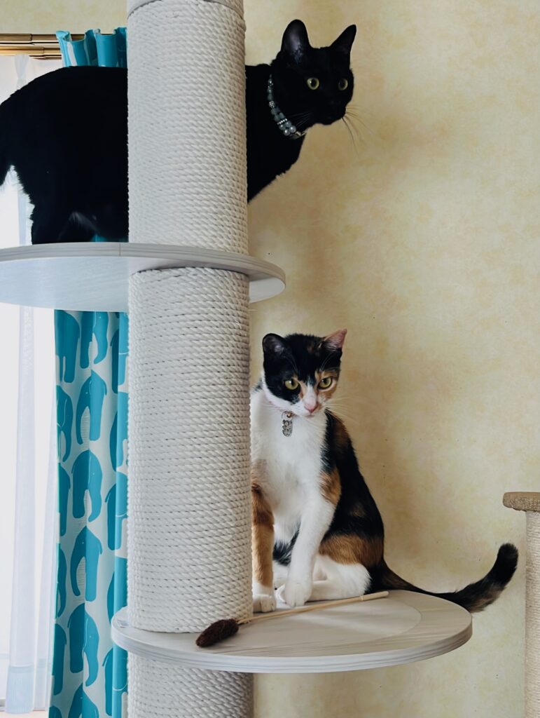 キャットタワーに登って佇む、黒猫ピノと三毛猫小梅