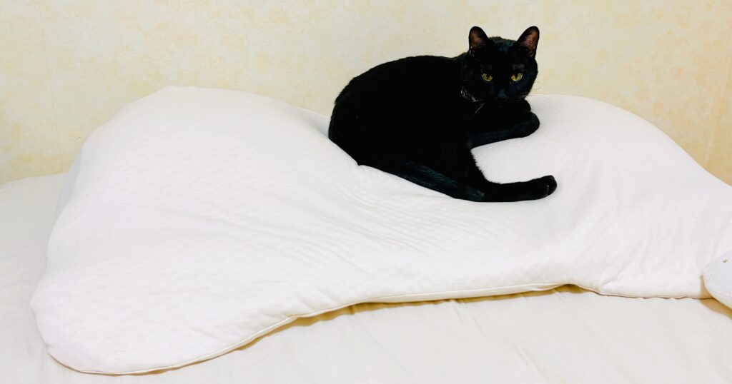 7.6kgの黒猫、ピノがギガ枕にすっぽり収まっている