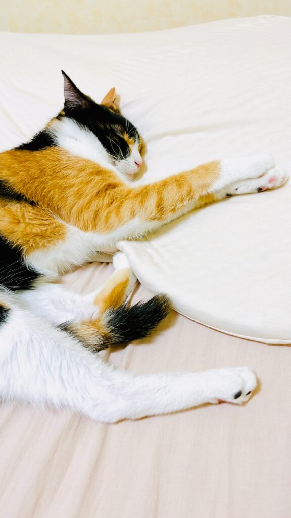 三毛猫の小梅がギガ枕を人間のように使いこなしています