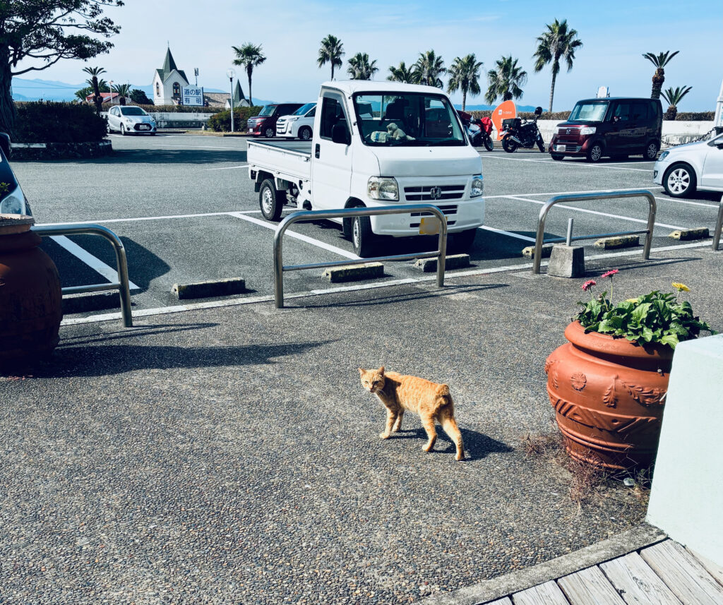 天草の、道の駅有明駐車場にいた猫ちゃん
