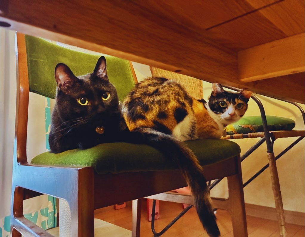 猫と椅子。F.O.B CO-OPとカリモク。