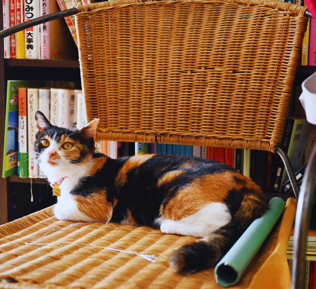 F.O.B CO-OPの椅子に座る三毛猫の小梅