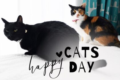 猫の日。我が家の黒猫と三毛猫