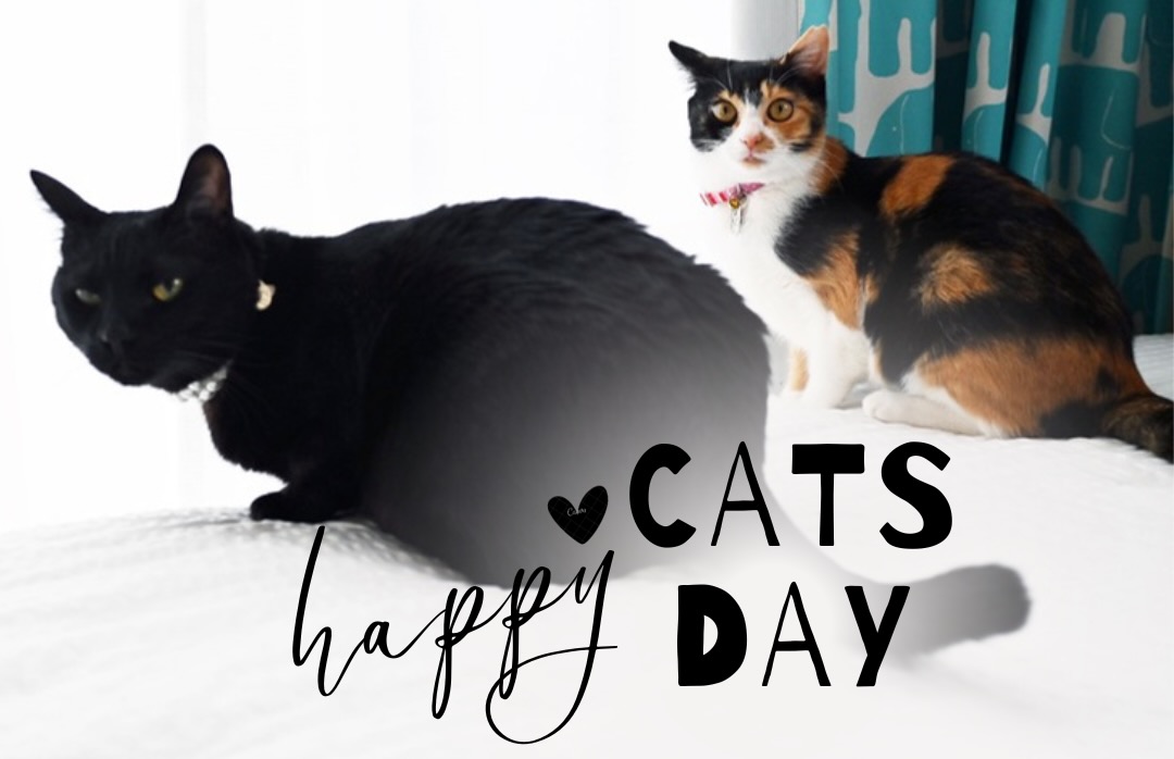 猫の日。我が家の黒猫と三毛猫