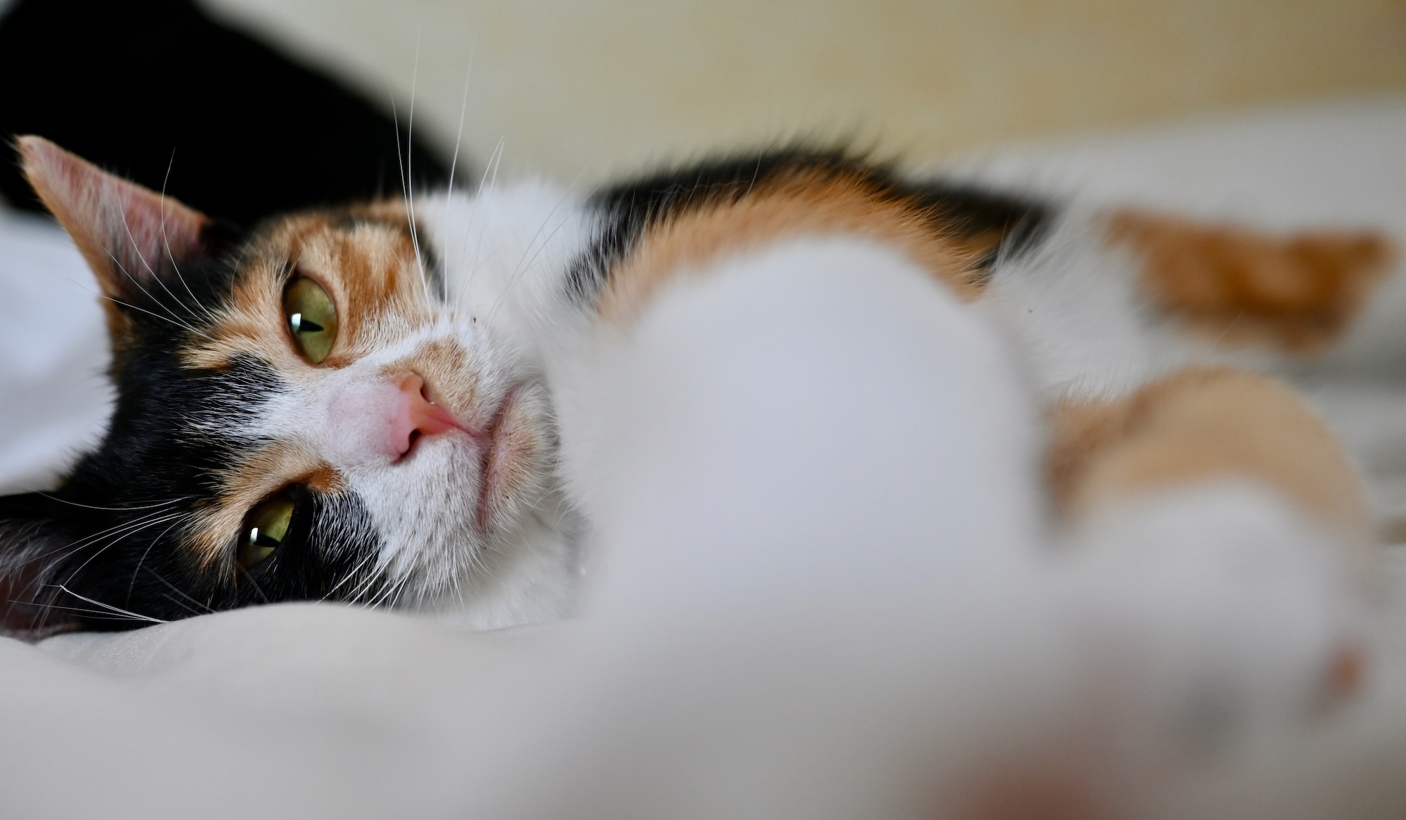 ハニー、暮らしを立て直す