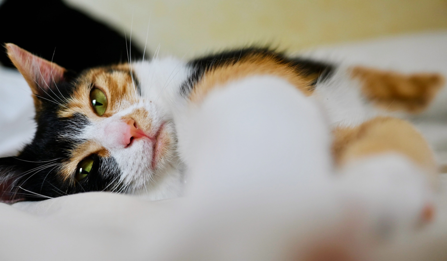 【2026年5月】我が家の三毛猫、小梅。リラックス中。