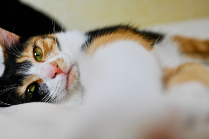 【2026年5月】我が家の三毛猫、小梅。リラックス中。