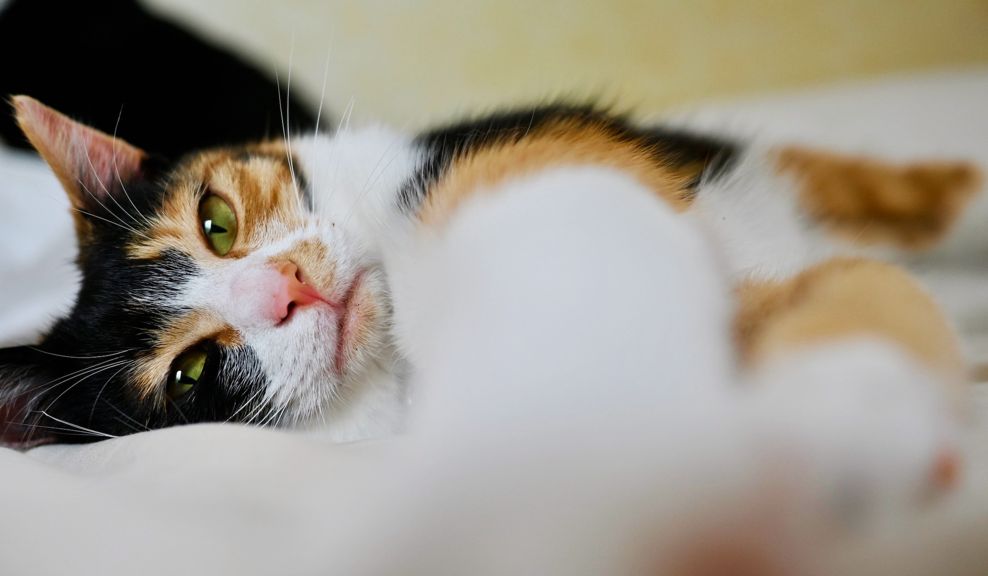 ハニー、暮らしを立て直す