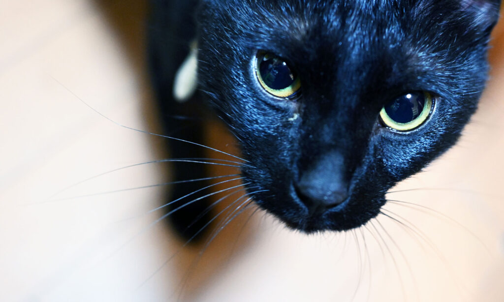 黒猫ピノ、我が家に来たばかりの頃