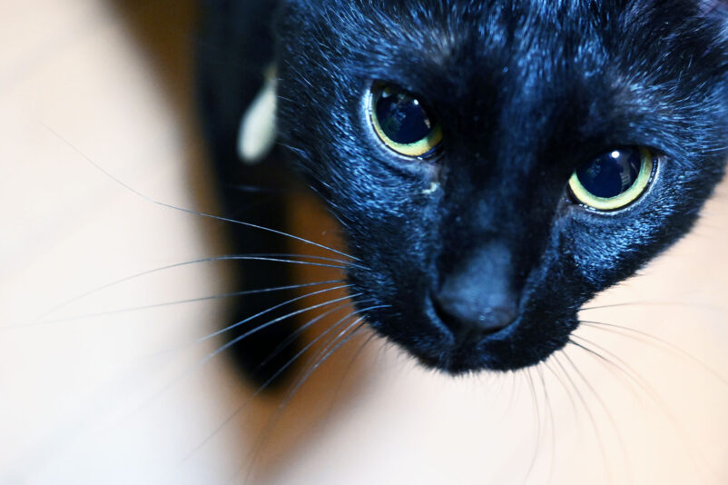 黒猫ピノ、我が家に来たばかりの頃