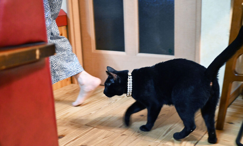 黒猫ピノ、我が家に来たばかりの頃、母について回る
