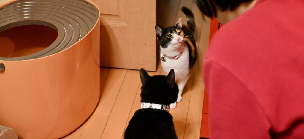 上から猫トイレと小梅、ピノ、娘