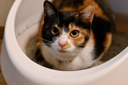 トイレでくつろぐ小梅