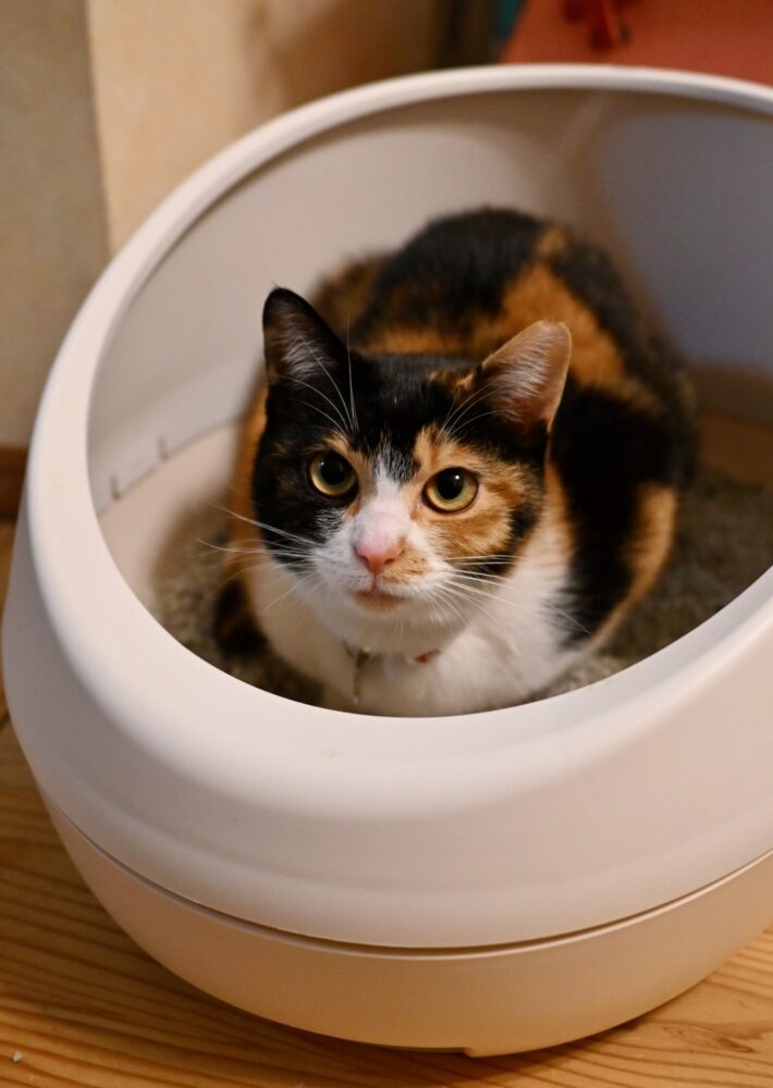 トイレでくつろぐ小梅