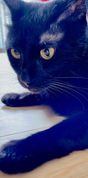 2023年8月にやってきた黒猫ピノ