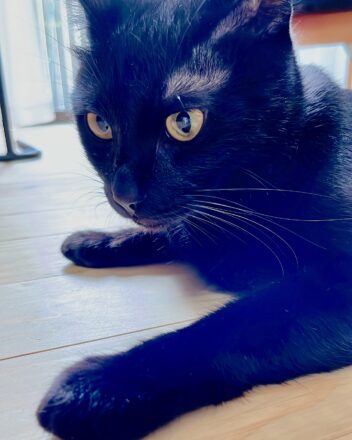 2023年8月にやってきた黒猫ピノ