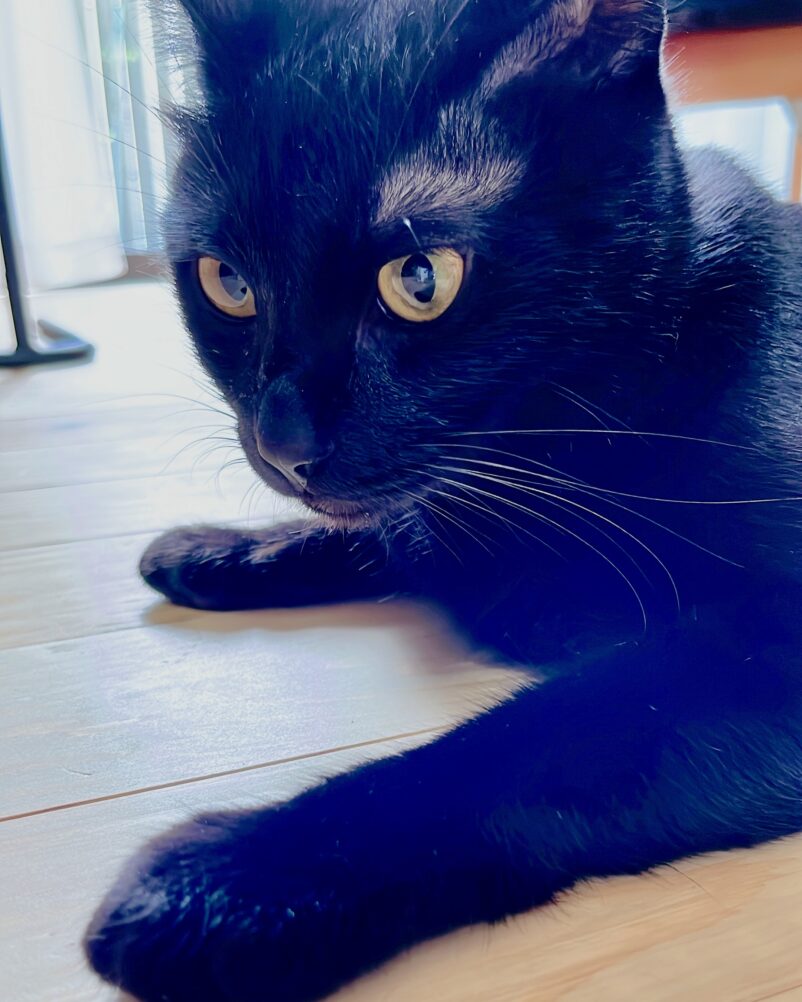 2023年8月にやってきた黒猫ピノ