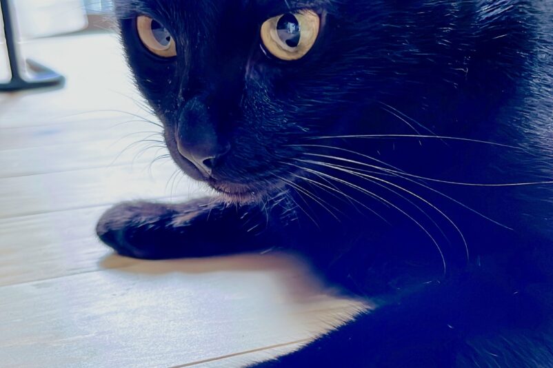 2023年8月にやってきた黒猫ピノ
