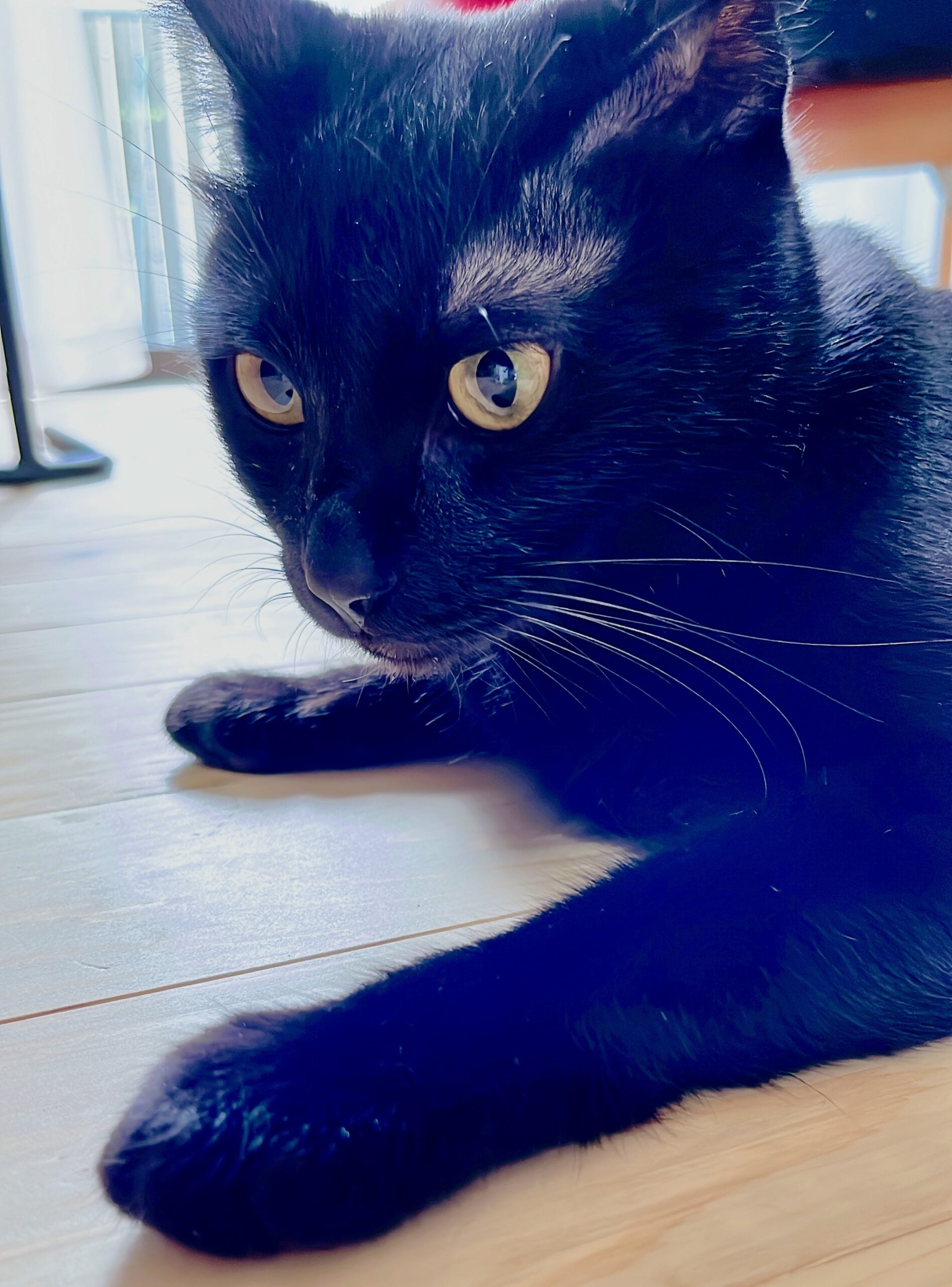 2023年8月にやってきた黒猫ピノ