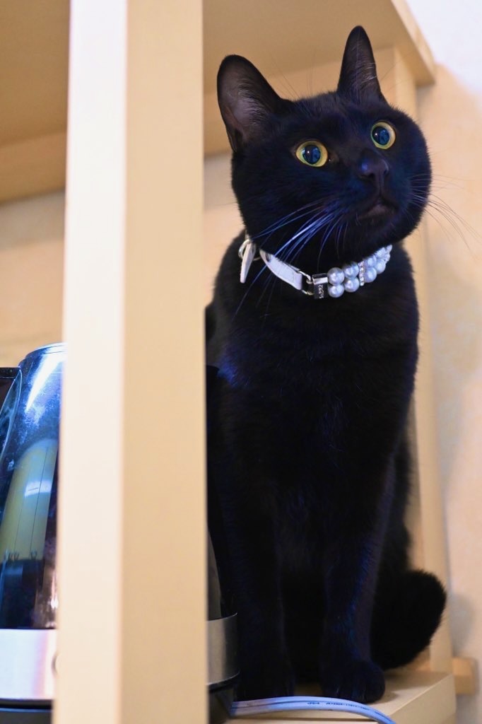 黒猫ピノ、お目目くるくる