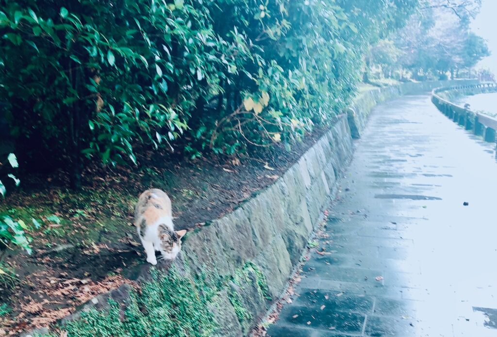 熊本県立図書館の裏手にある小道に猫ちゃん