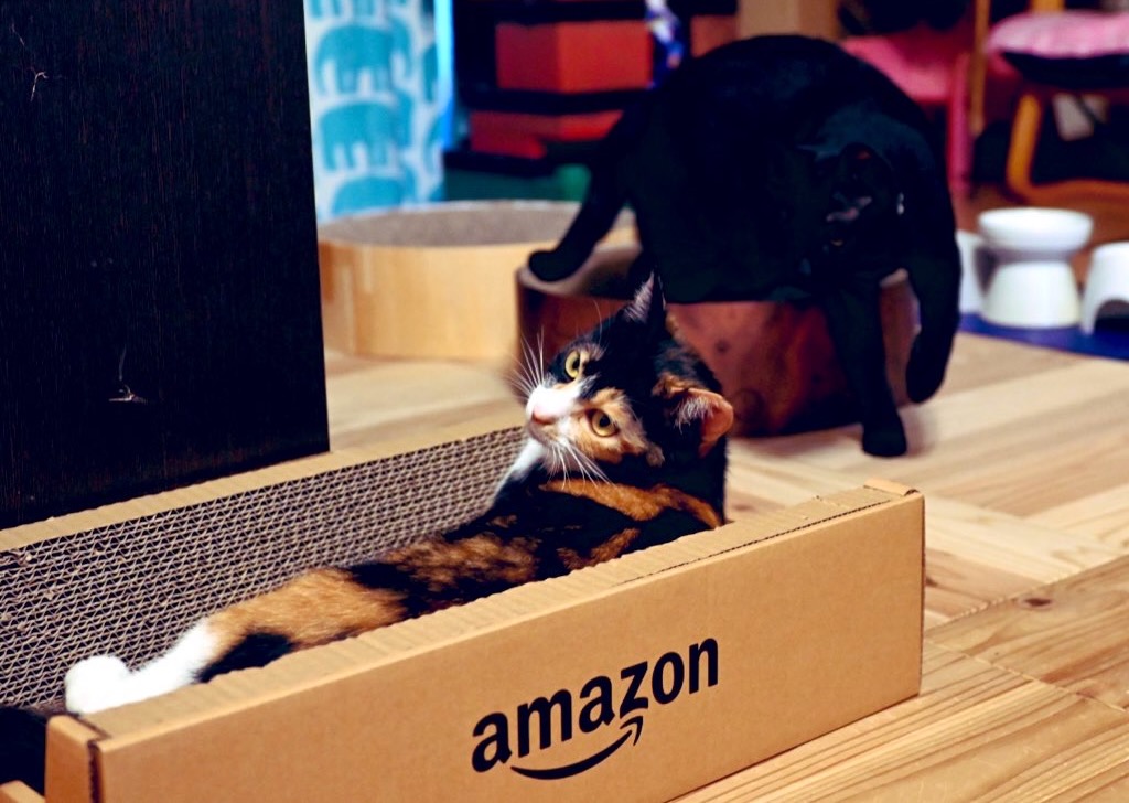 Amazonボックス型の猫用爪とぎを楽しむ小梅、不穏な空気