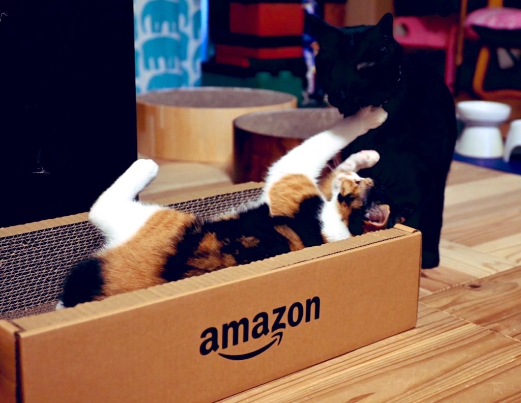 Amazonボックス型の猫用爪とぎを巡ってケンカするピノと小梅