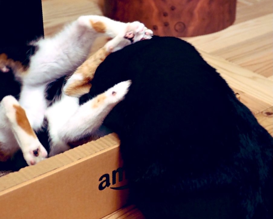 Amazonボックス型の猫用爪とぎを巡ってケンカするピノと小梅