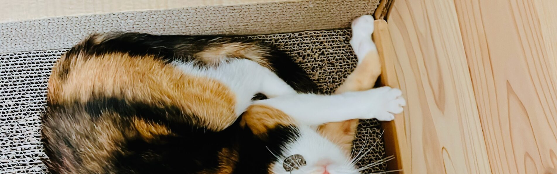 Amazonボックス型の猫用爪とぎにてリラックスする小梅