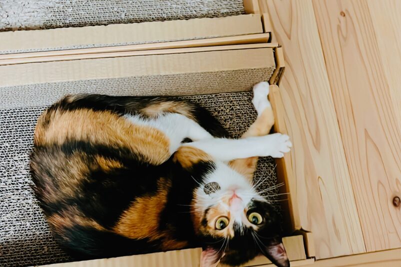 Amazonボックス型の猫用爪とぎにてリラックスする小梅