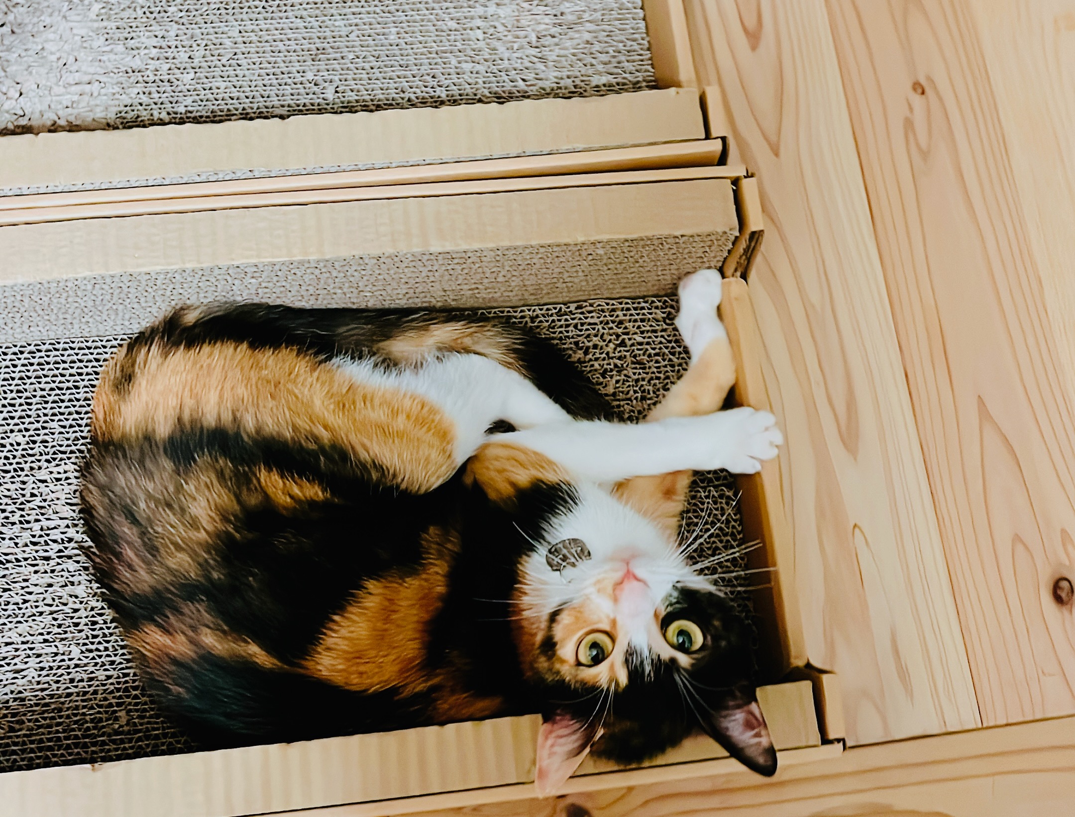 Amazonボックス型の猫用爪とぎにてリラックスする小梅