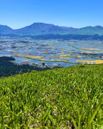 阿蘇の大観峰、野焼きのあと、新芽で綺麗なグリーン