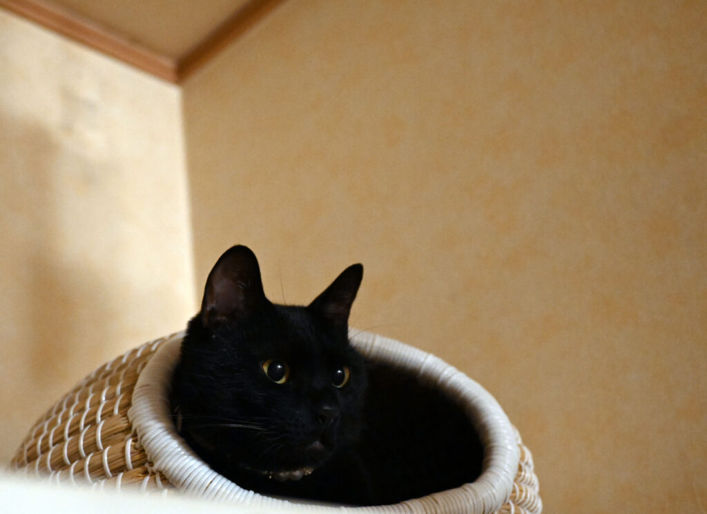 黒猫ピノ、我が家に来たばかりの頃