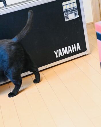当時の思い出が詰まった重いハードケースを引っ張り出した、そこへ黒猫ピノが
