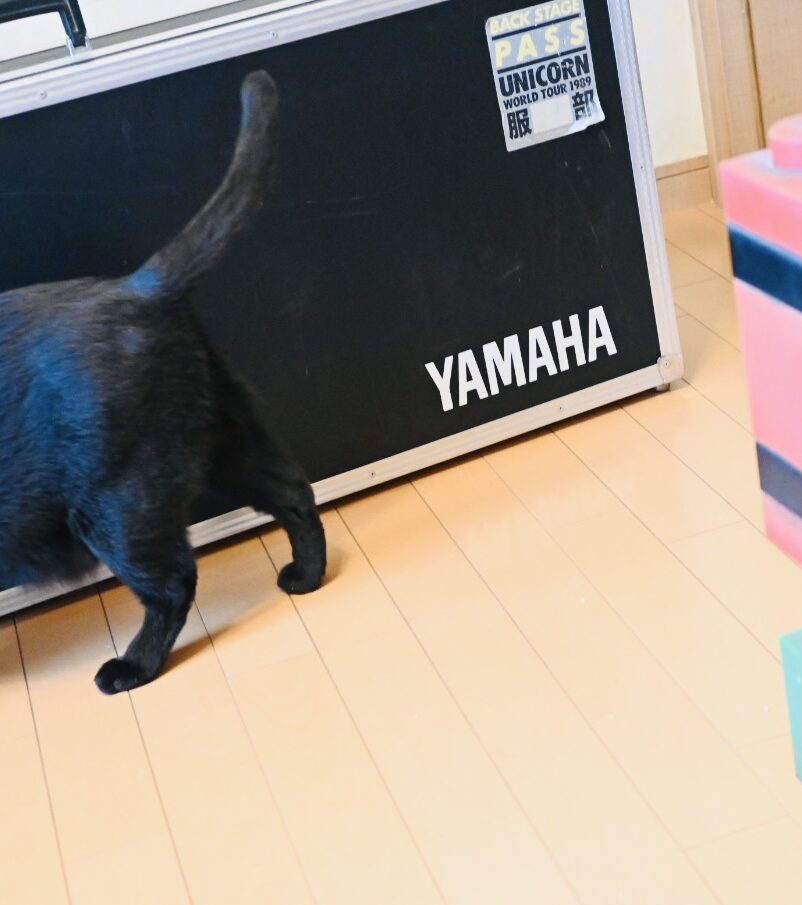 当時の思い出が詰まった重いハードケースを引っ張り出した、そこへ黒猫ピノが