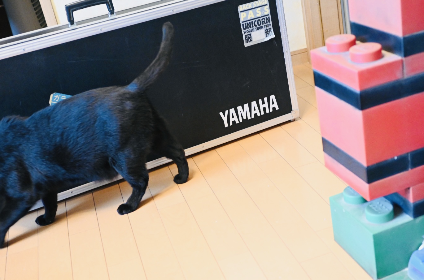 当時の思い出が詰まった重いハードケースを引っ張り出した、そこへ黒猫ピノが