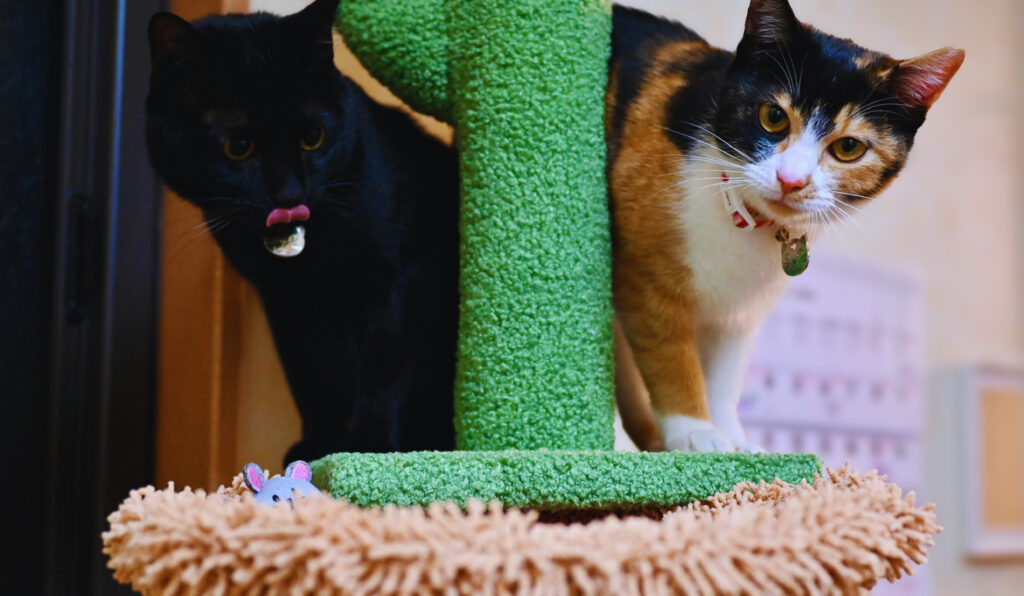 猫はしなやか