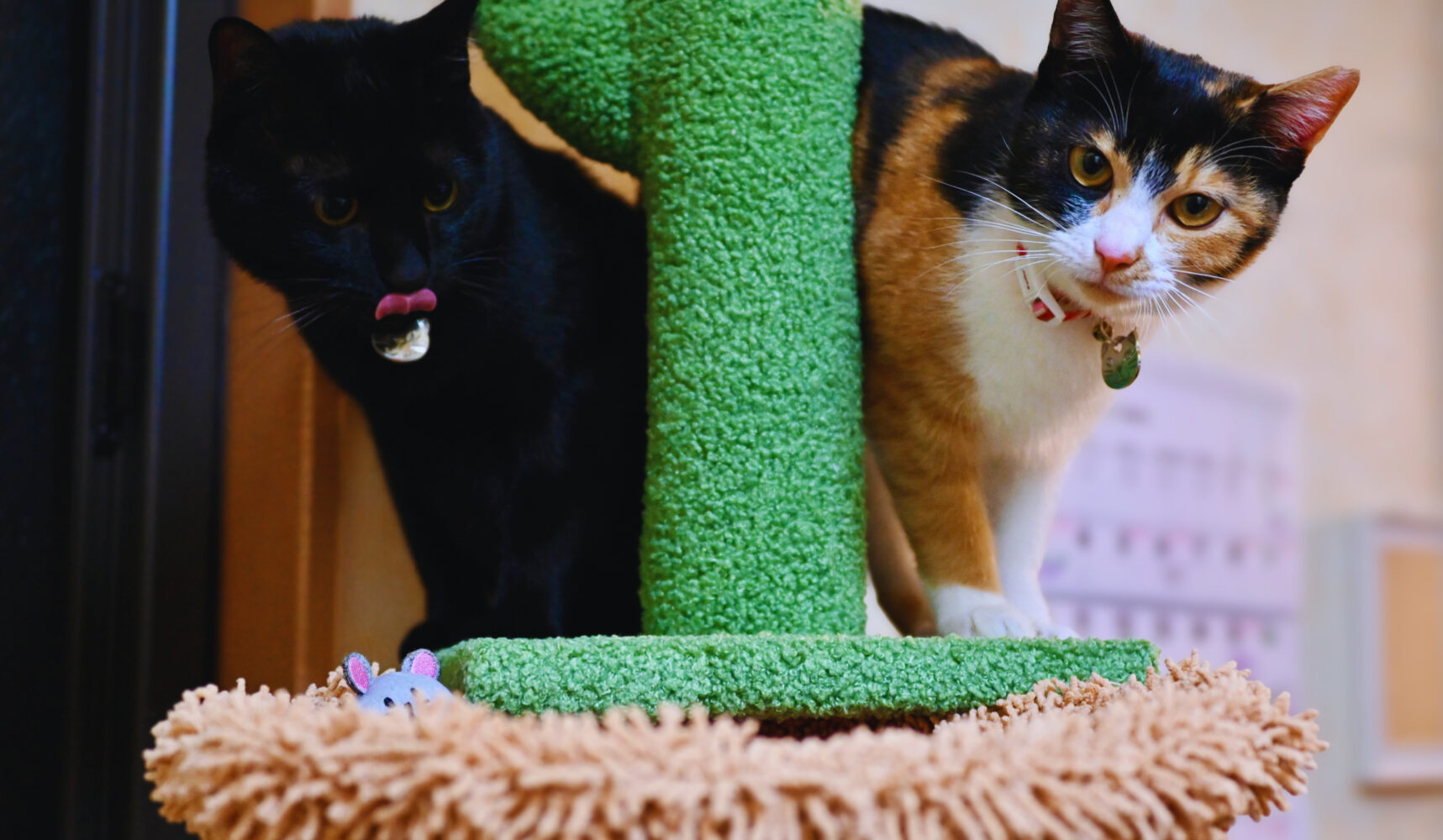 猫はしなやか