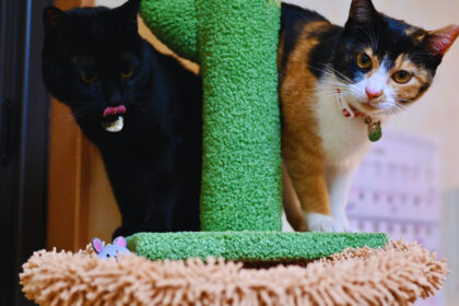 猫はしなやか