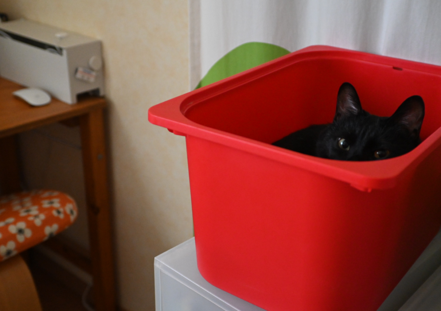 赤いボックスに入っている黒猫ピノ