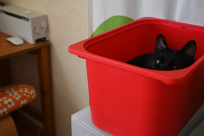 赤いボックスに入っている黒猫ピノ