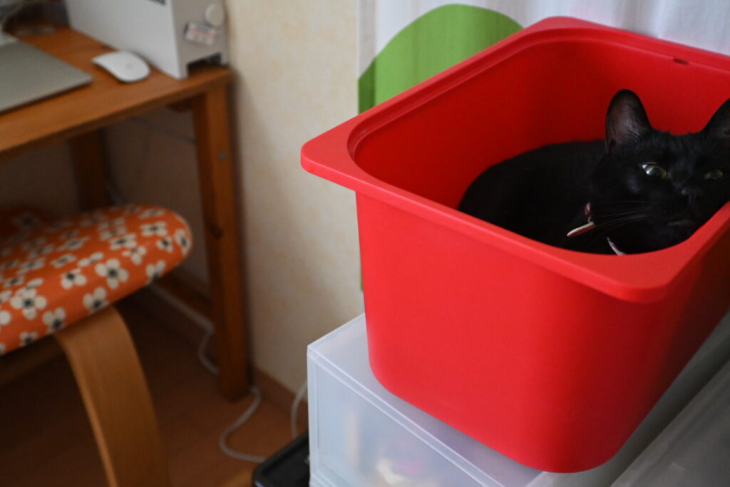 やっぱり赤いボックスに入っている黒猫ピノ