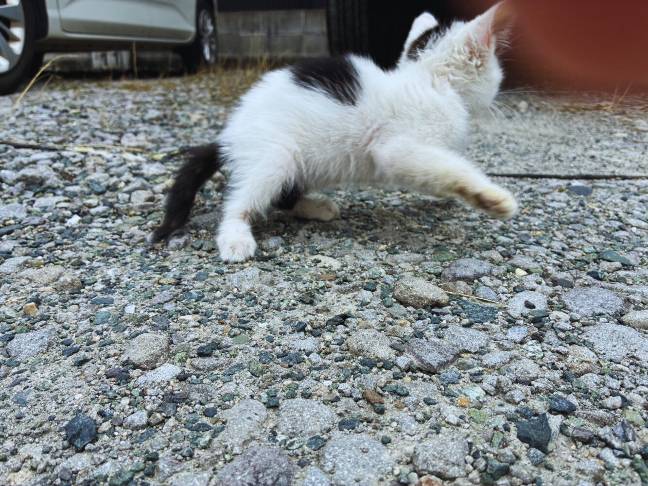 朝出会った子猫