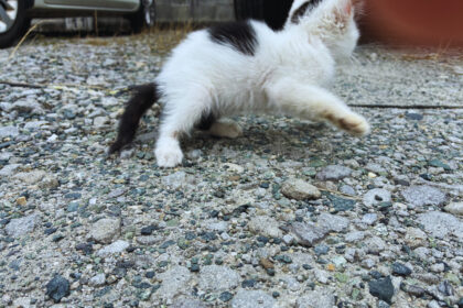 朝出会った子猫