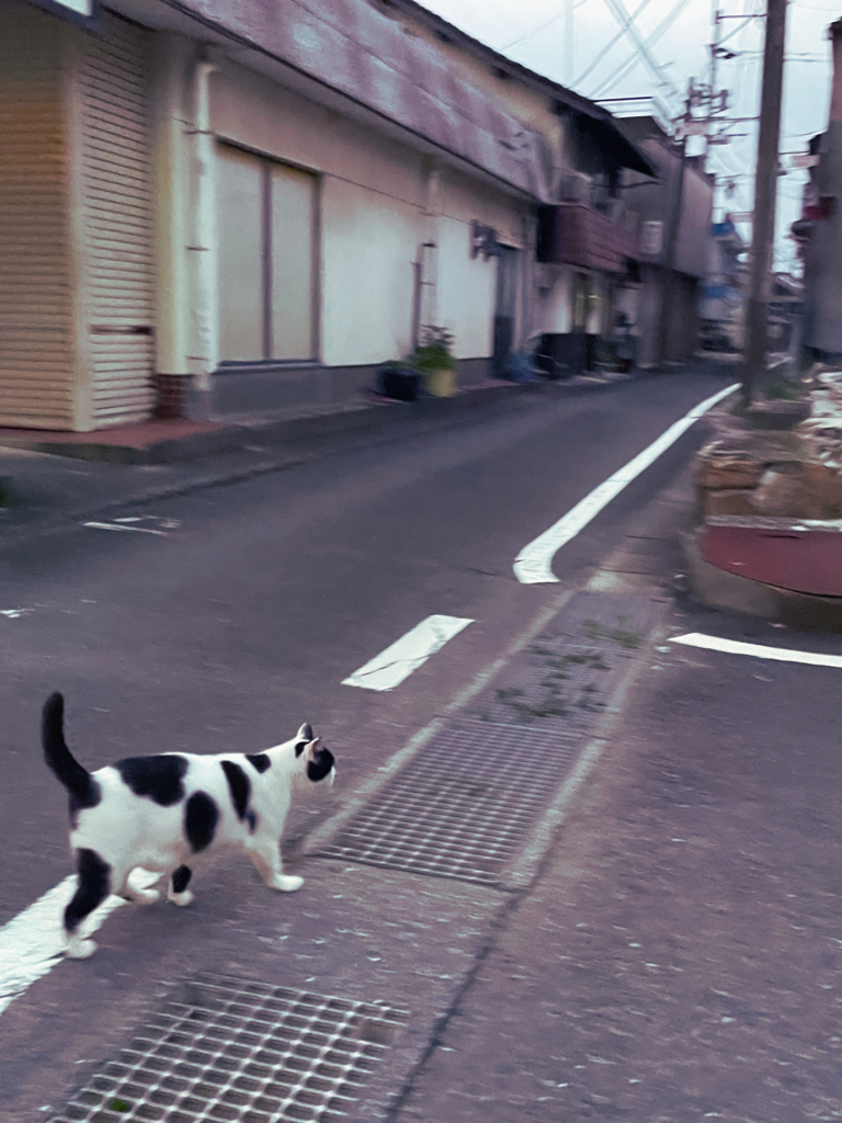 日奈久温泉の猫